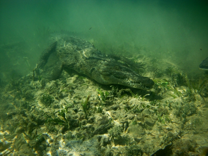 Мексика + Куба (Сады Королевы,  Гавана, Playa Giron) март 2014