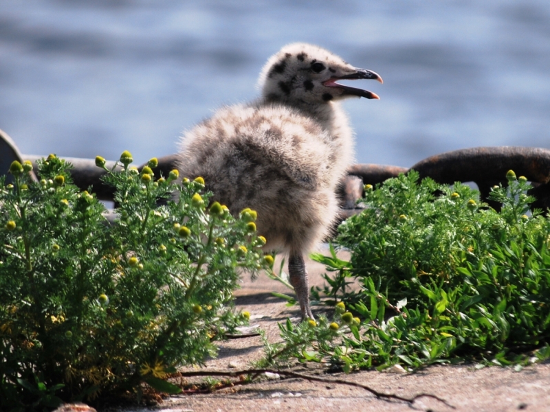 Птицы в фотографиях из путешествий