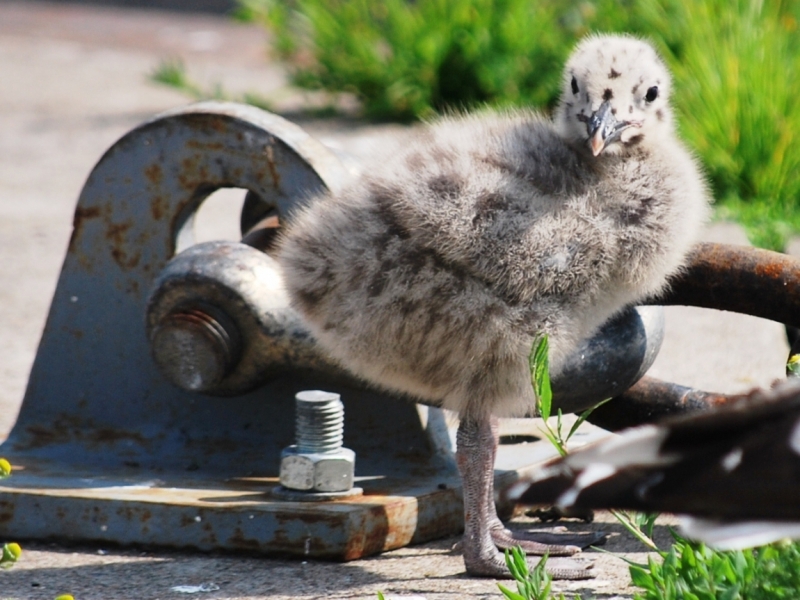 Птицы в фотографиях из путешествий