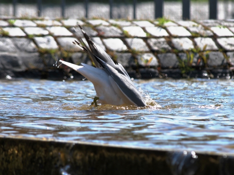 Птицы в фотографиях из путешествий