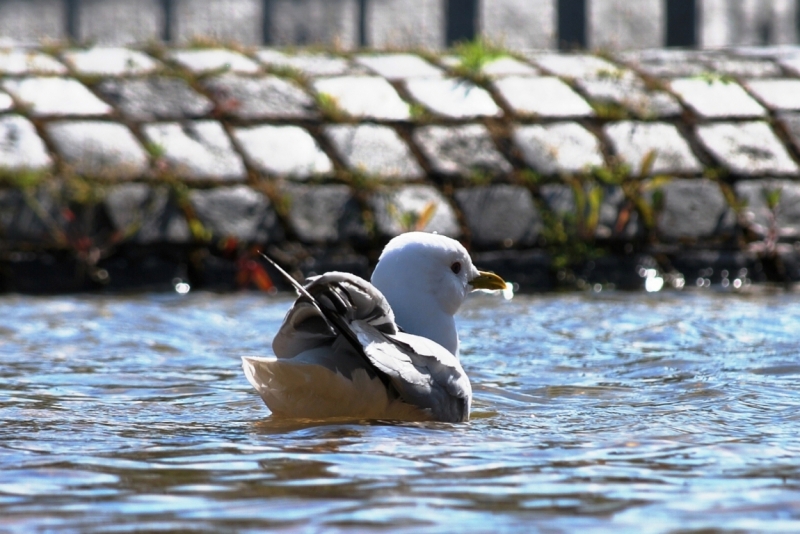 Птицы в фотографиях из путешествий