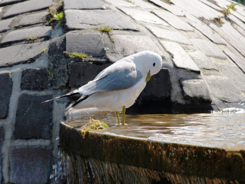 Птицы в фотографиях из путешествий