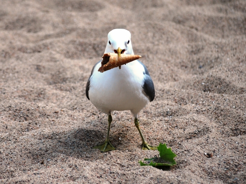 Птицы в фотографиях из путешествий
