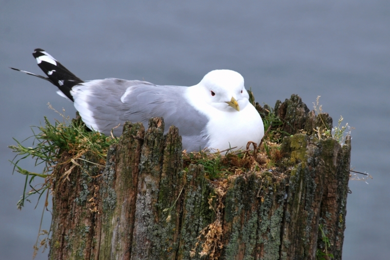 Птицы в фотографиях из путешествий