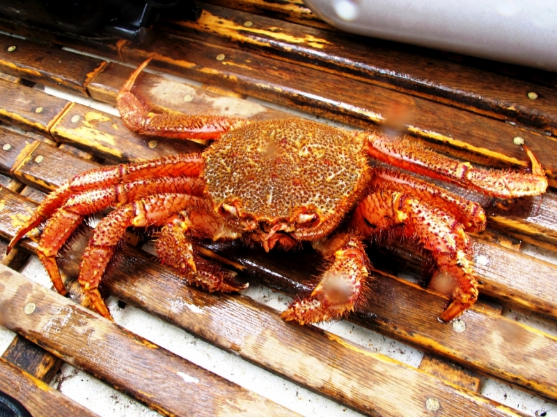 Вот оно какое наше Японское море