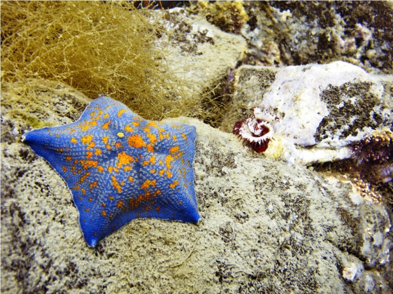 Вот оно какое наше Японское море