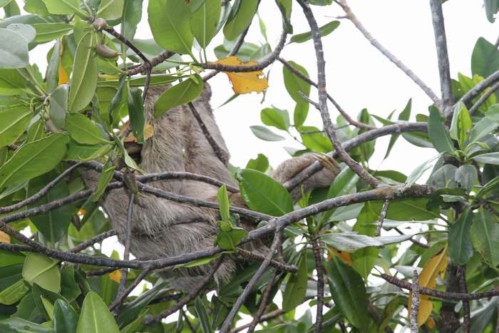 Нью-Йорк-Коста-Рика(Corkovado)-Панама(Bocas del Toro) июнь 2014