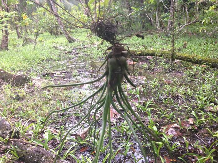 Нью-Йорк-Коста-Рика(Corkovado)-Панама(Bocas del Toro) июнь 2014