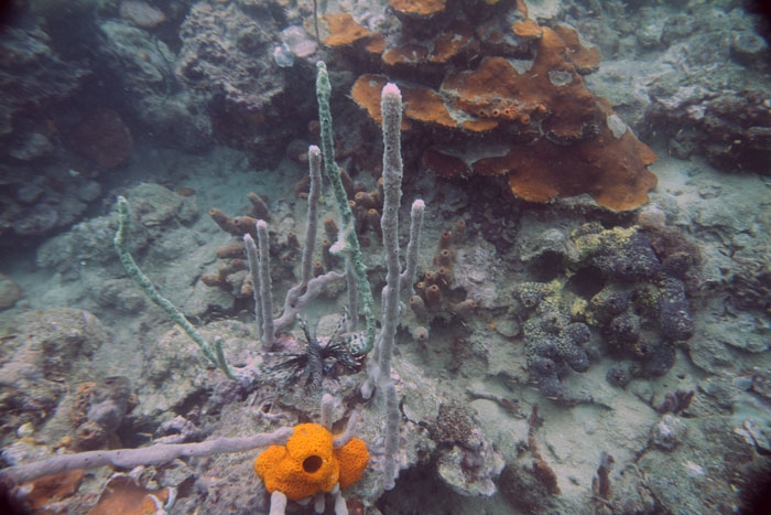 Нью-Йорк-Коста-Рика(Corkovado)-Панама(Bocas del Toro) июнь 2014