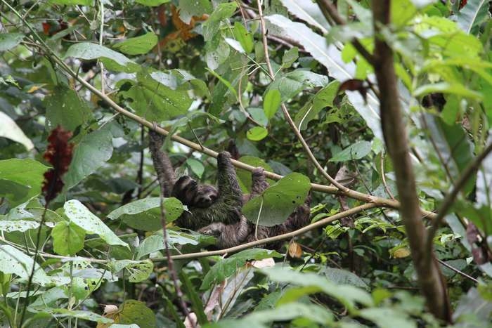 Нью-Йорк-Коста-Рика(Corkovado)-Панама(Bocas del Toro) июнь 2014