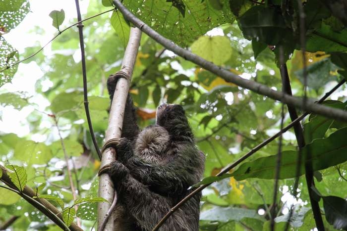 Нью-Йорк-Коста-Рика(Corkovado)-Панама(Bocas del Toro) июнь 2014