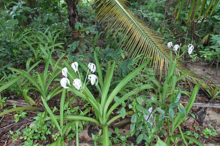 Нью-Йорк-Коста-Рика(Corkovado)-Панама(Bocas del Toro) июнь 2014