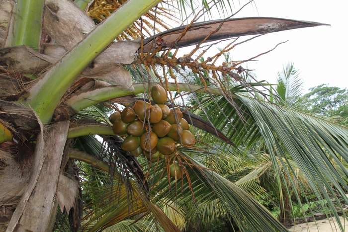 Нью-Йорк-Коста-Рика(Corkovado)-Панама(Bocas del Toro) июнь 2014