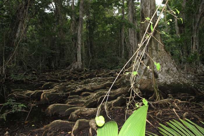 Нью-Йорк-Коста-Рика(Corkovado)-Панама(Bocas del Toro) июнь 2014