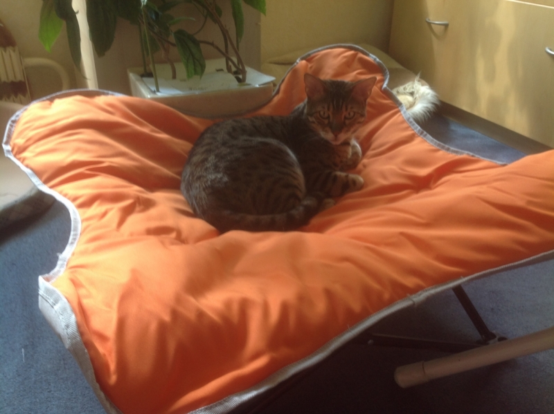 Поговорим о кошках 29