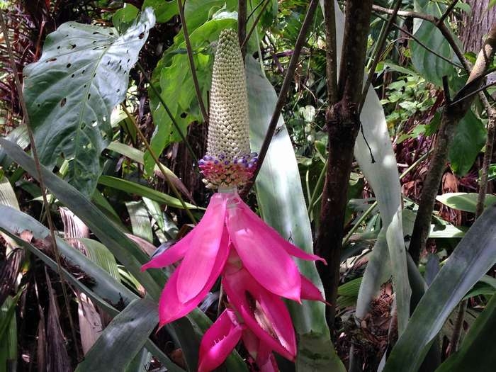 Нью-Йорк-Коста-Рика(Corkovado)-Панама(Bocas del Toro) июнь 2014