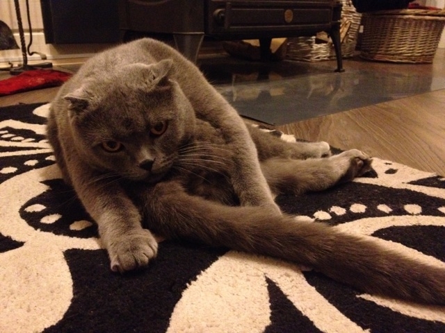 Поговорим о кошках 28