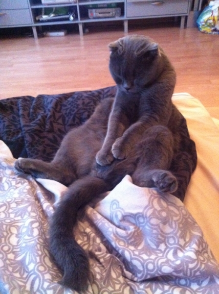 Поговорим о кошках 28