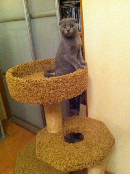 Поговорим о кошках 28