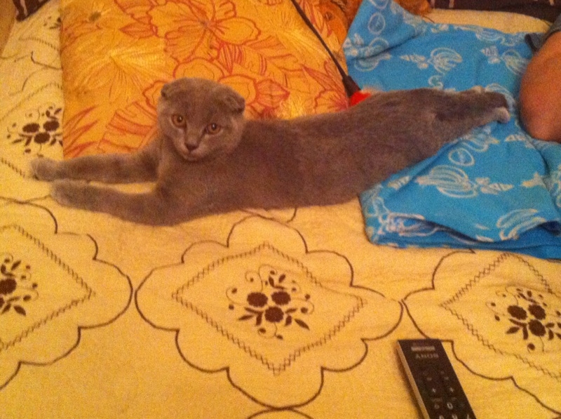 Поговорим о кошках 28