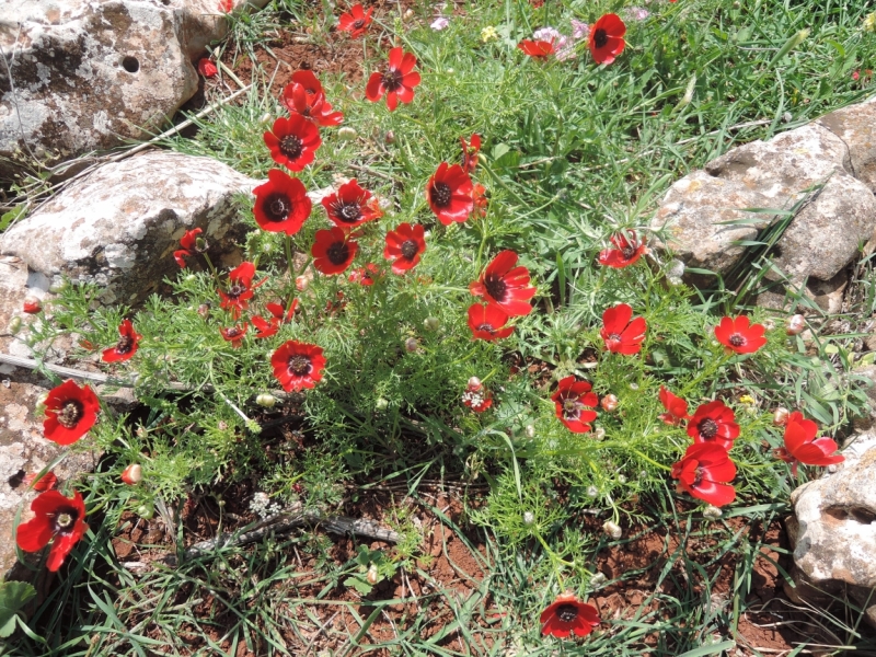 Галилея и Самария 2014... А завтра была война...