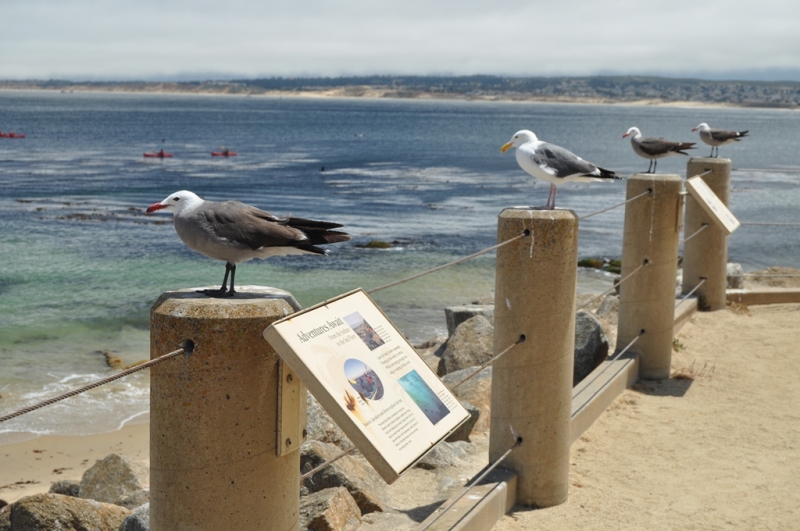 Californication vacation