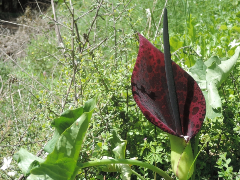 Галилея и Самария 2014... А завтра была война...