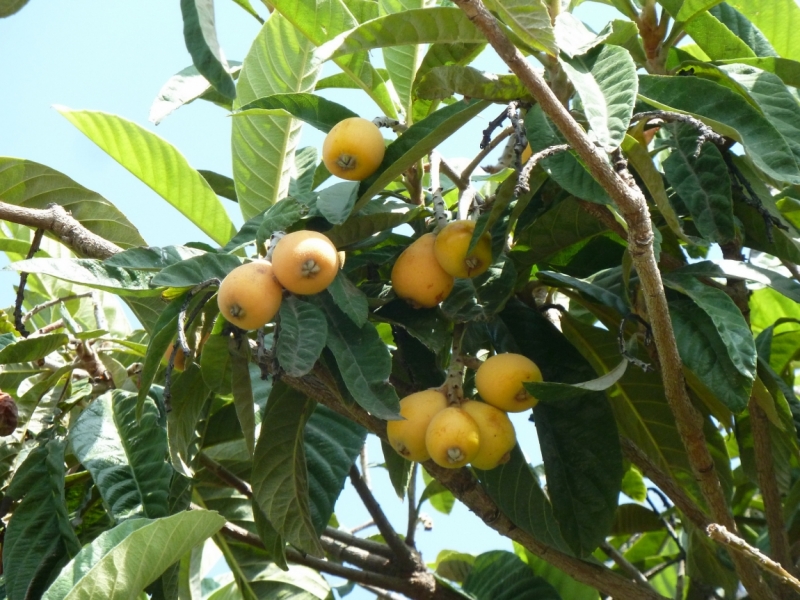 Галилея и Самария 2014... А завтра была война...