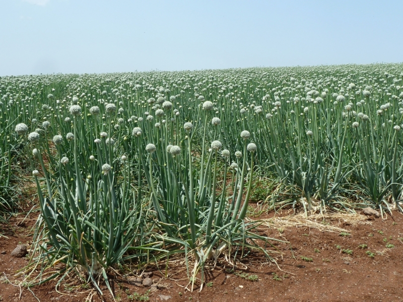 Галилея и Самария 2014... А завтра была война...
