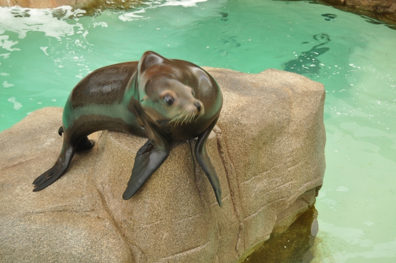 Californication vacation