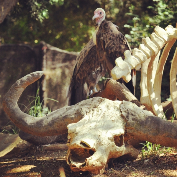 Californication vacation