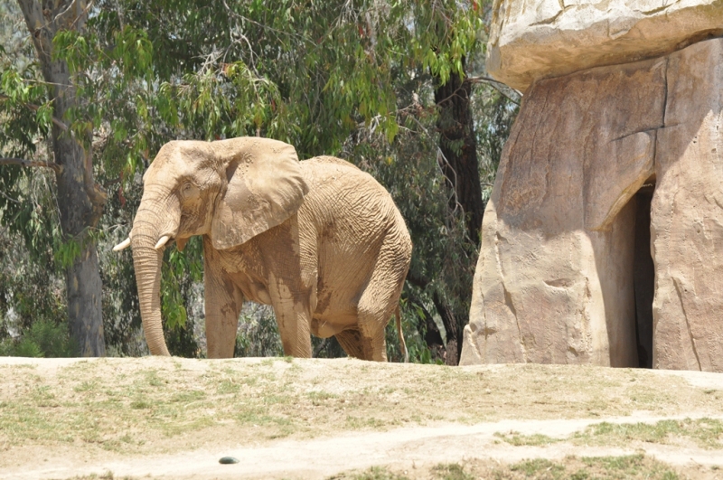 Californication vacation