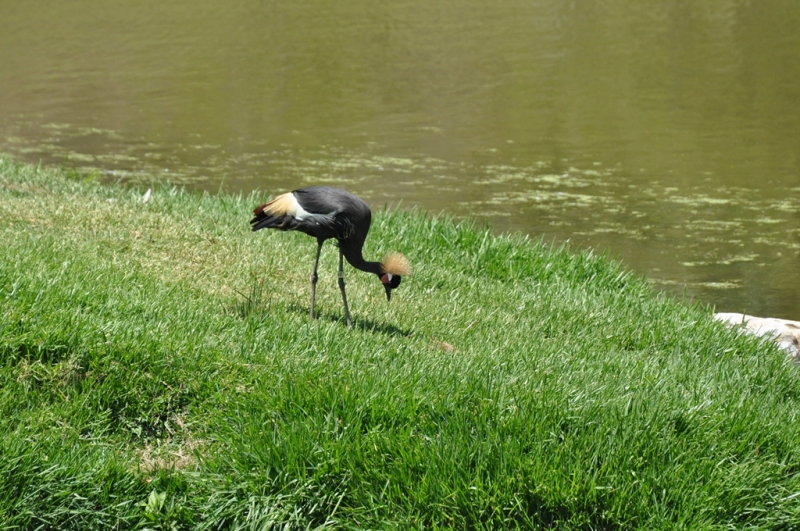 Californication vacation