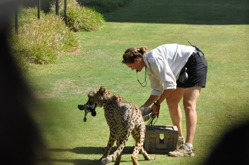 Californication vacation