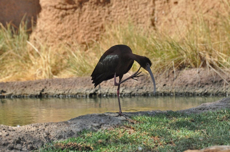 Californication vacation