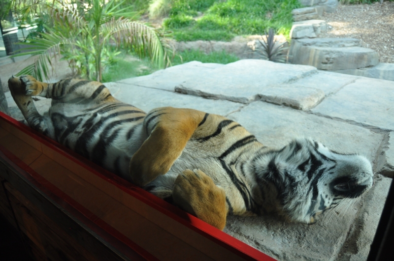 Californication vacation