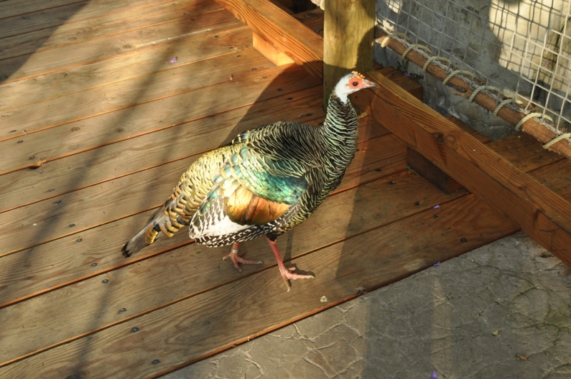 Californication vacation