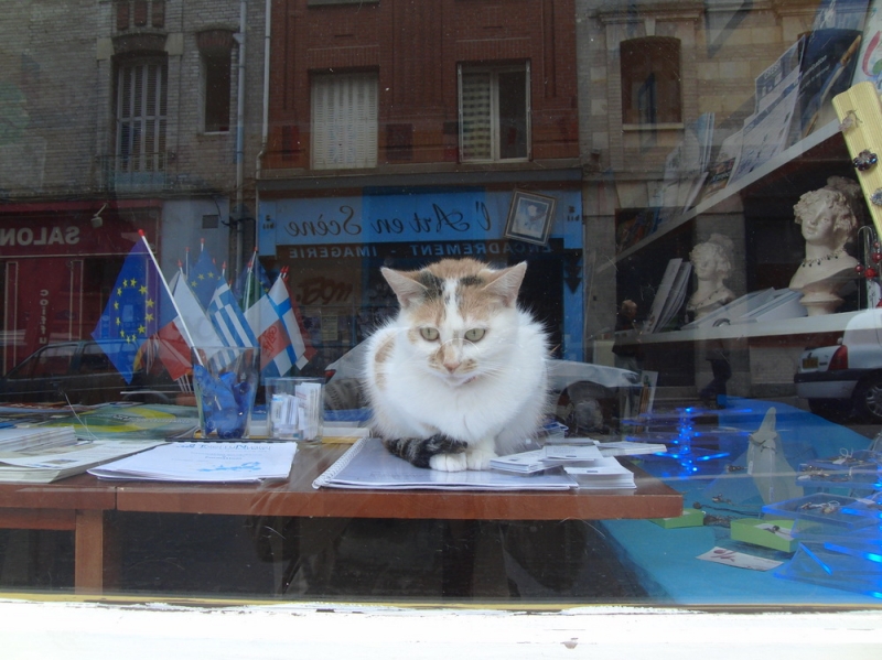 Поговорим о кошках 29