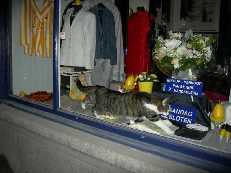 Поговорим о кошках 29