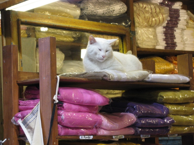 Поговорим о кошках 29