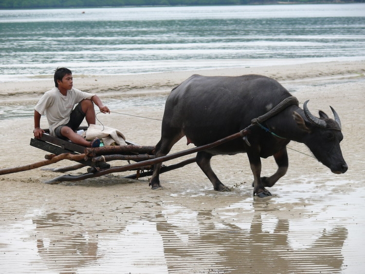 Фото альбом по Филлипинам.Траффик!