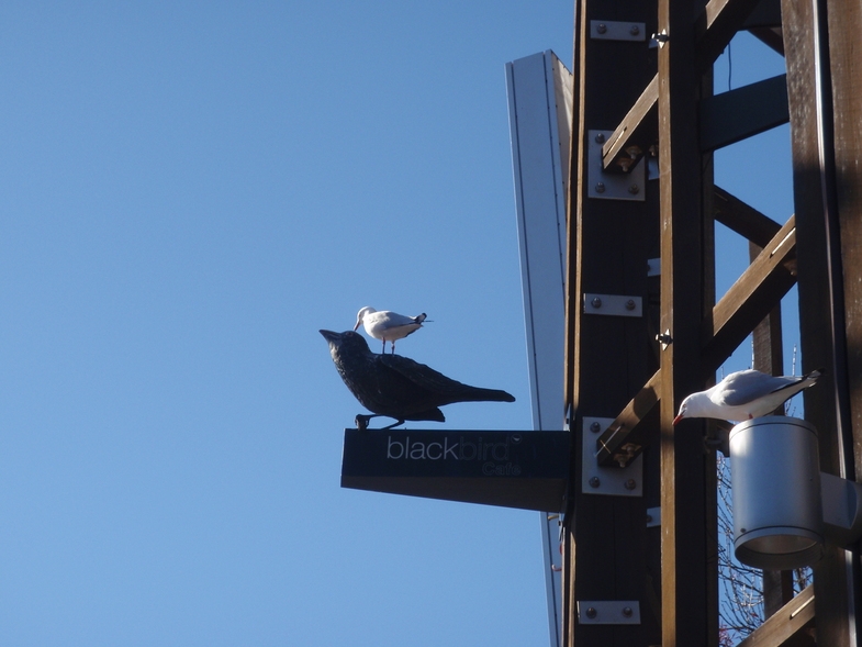 Австралия.Сидней ,Мельбурн и Канберра .Фото