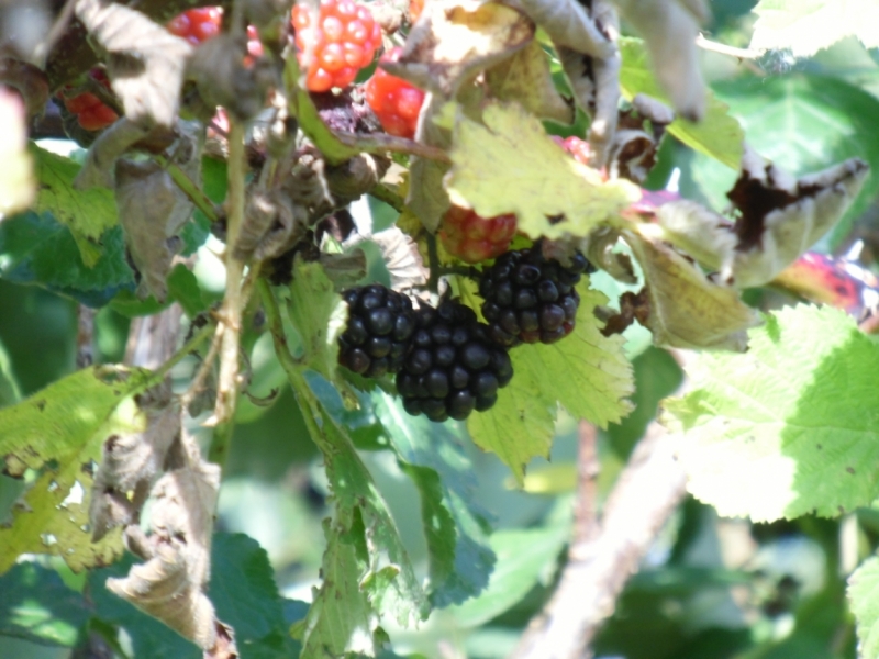 Центральная Европа, Бенилюкс + Швеция, Прибалтика - 8000 км, 21 день, low budget trip