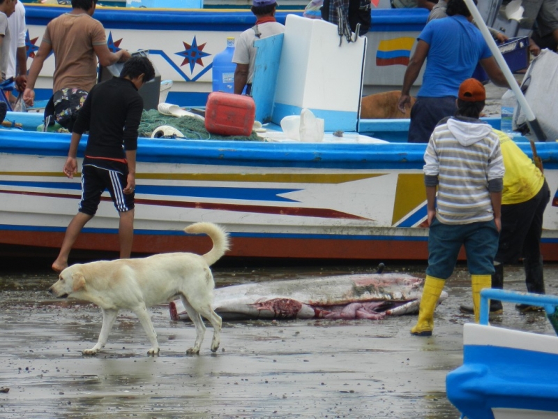Перу, Боливия и кусочек пляжного Эквадора, ноябрь 2013