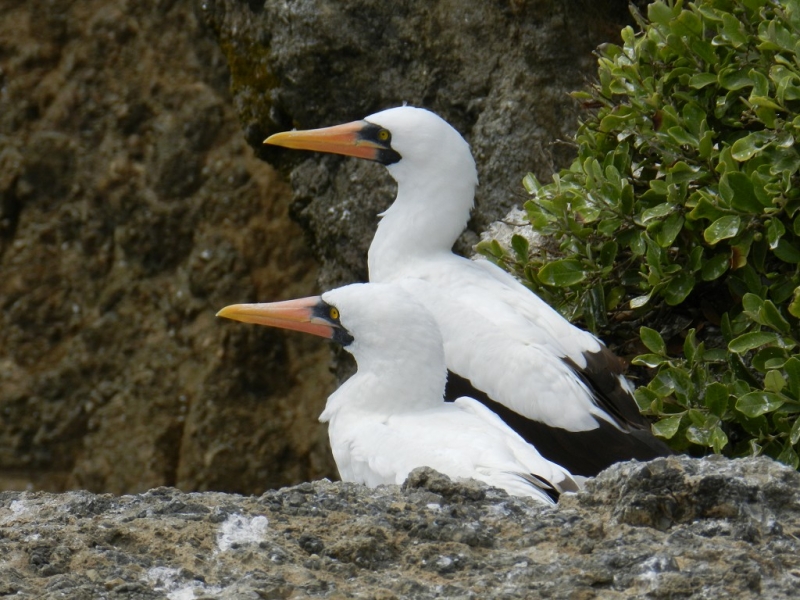 Перу, Боливия и кусочек пляжного Эквадора, ноябрь 2013