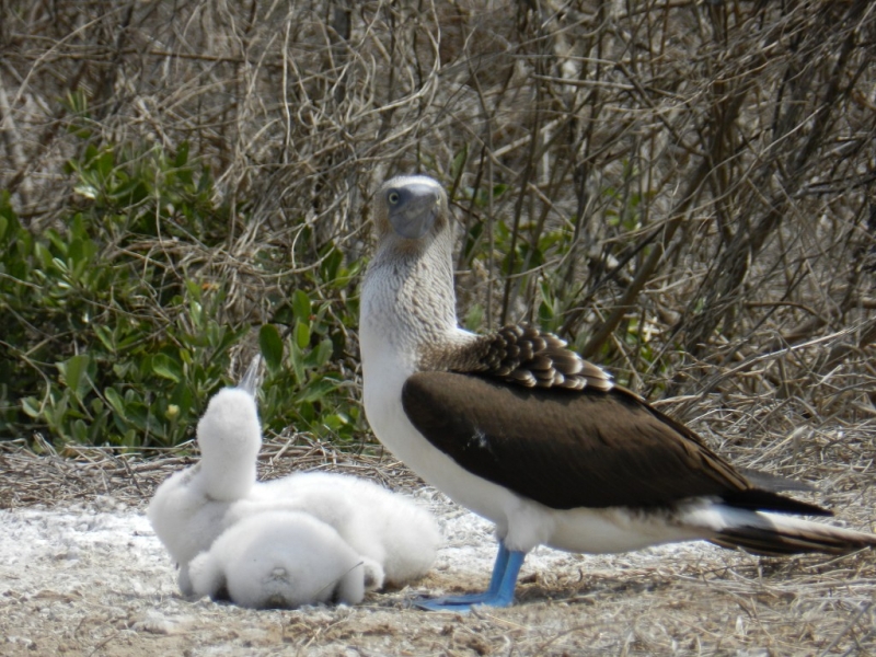 Перу, Боливия и кусочек пляжного Эквадора, ноябрь 2013
