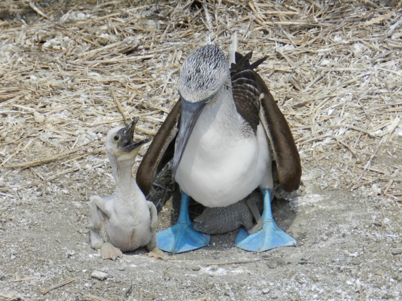 Перу, Боливия и кусочек пляжного Эквадора, ноябрь 2013