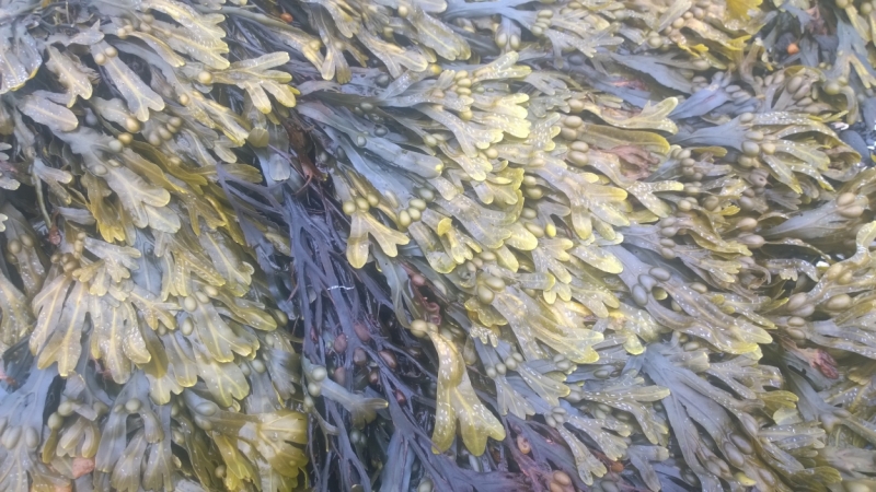 Исландия в погоне за впечатлениями