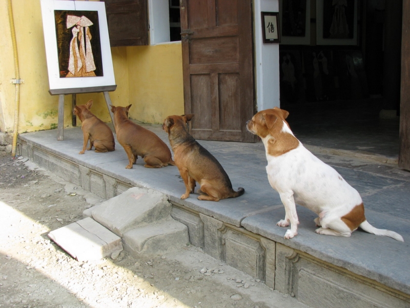 Фотоохота, зоопарки и просто животинки из путешествий - 3