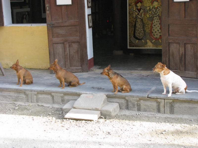 Фотоохота, зоопарки и просто животинки из путешествий - 3